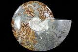Polished, Agatized Ammonite (Cleoniceras) - Madagascar #72874-1